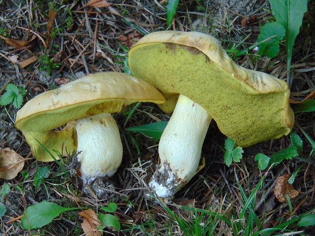 hríb plavý Hemileccinum impolitum (Fr.) Šutara