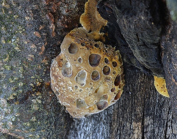 ryšavec slziaci Pseudoinonotus dryadeus (Pers.) T. Wagner & M. Fisch.