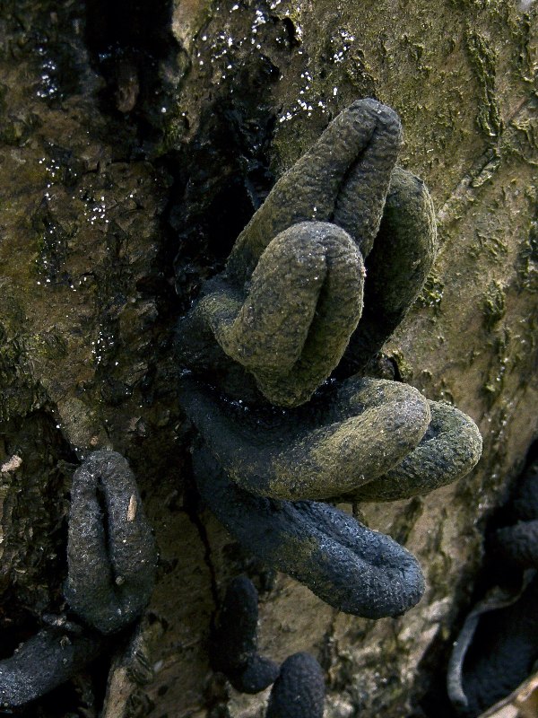 drevnatec kyjakovitý Xylaria polymorpha (Pers.) Grev.