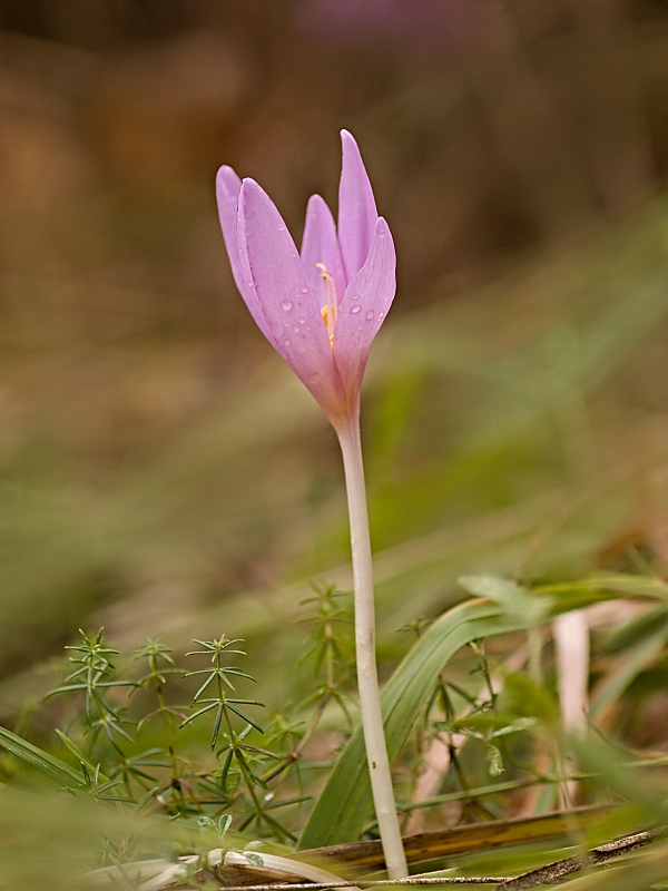 jesienka obyčajná Colchicum autumnale