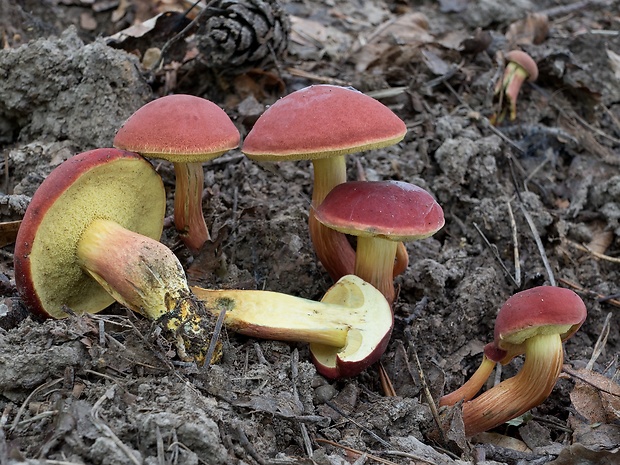 suchohríb karmínový Hortiboletus rubellus (Krombh.) Simonini, Vizzini & Gelardi