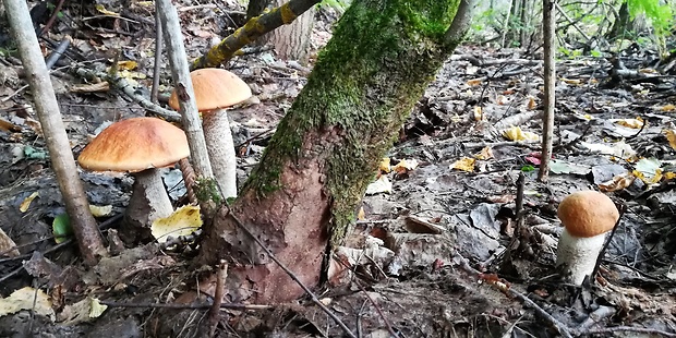 kozák osikový Leccinum albostipitatum den Bakker & Noordel.