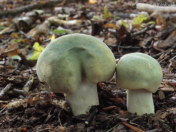 plávka zelenkastá Russula virescens (Schaeff.) Fr.