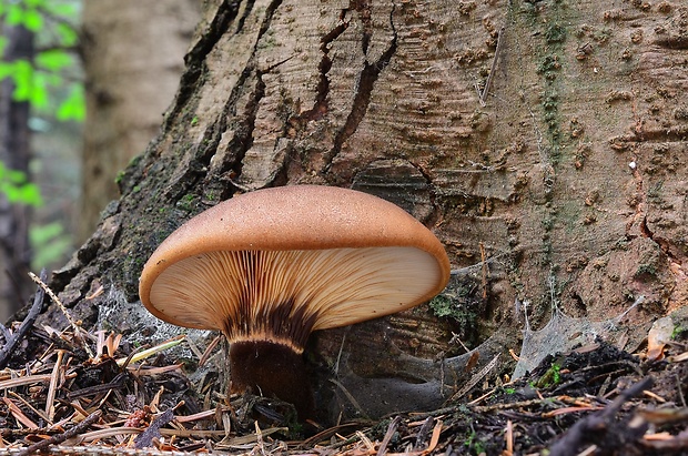 čechračka tmavohlúbiková Tapinella atrotomentosa (Batsch) Šutara