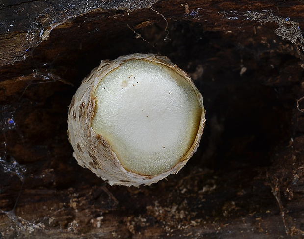 pošvovec stromový Volvariella bombycina (Schaeff.) Singer