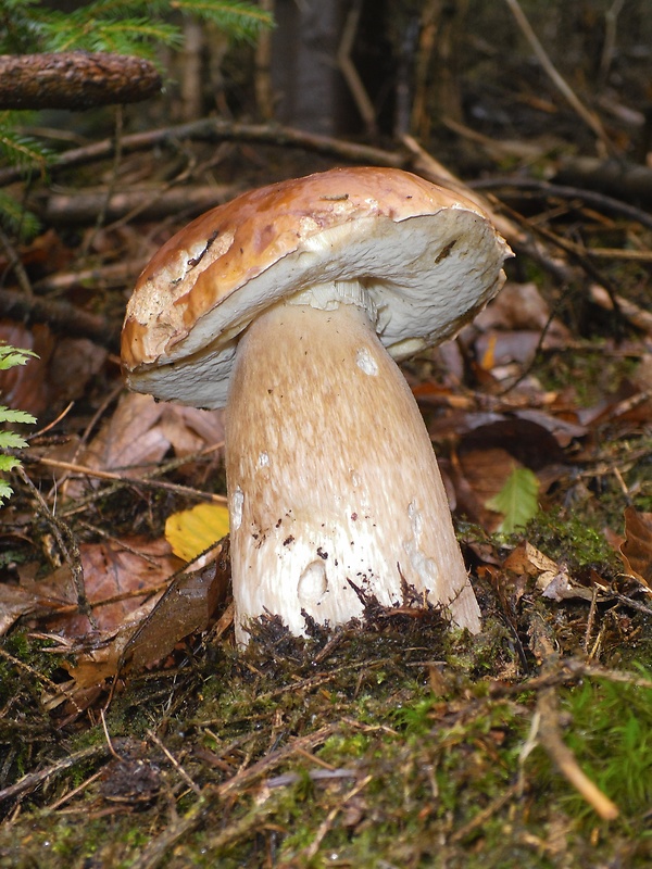 hríb smrekový Boletus edulis Bull.