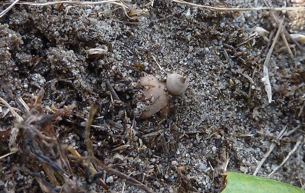 hviezdovka drsná Geastrum campestre Morgan