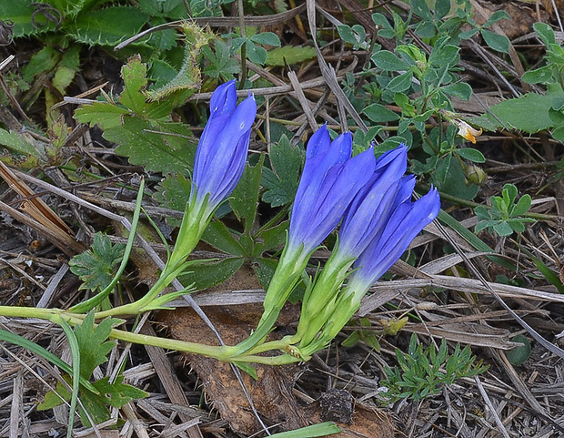 horec pľúcny Gentiana pneumonanthe L.