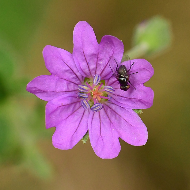 pakost pyrenejský  Geranium pyrenaicum