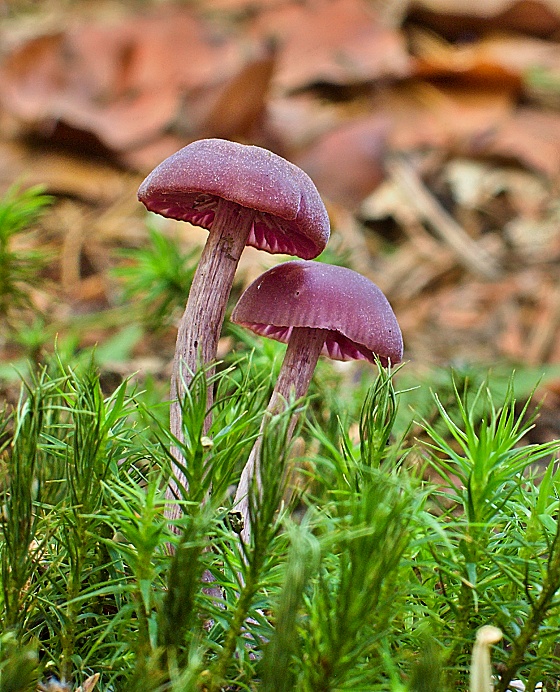 lakovka ametystová Laccaria amethystina (Huds.) Cooke