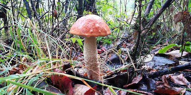 kozák osikový Leccinum albostipitatum den Bakker & Noordel.