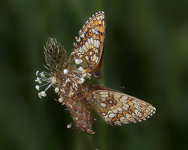 hnedáčik skorocelový Melitaea athalia