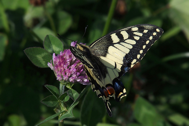 vidlochvost feniklový Papilio machaon