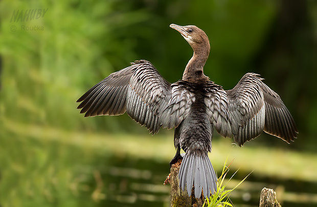 kormorán malý Phalacrocorax pygmaeus