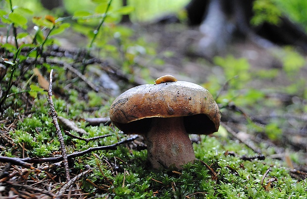 hríb zrnitohlúbikový Sutorius luridiformis (Rostk.) G. Wu & Zhu L. Yang