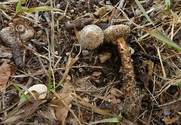 stopkovec vláknitý Tulostoma fimbriatum Fr.