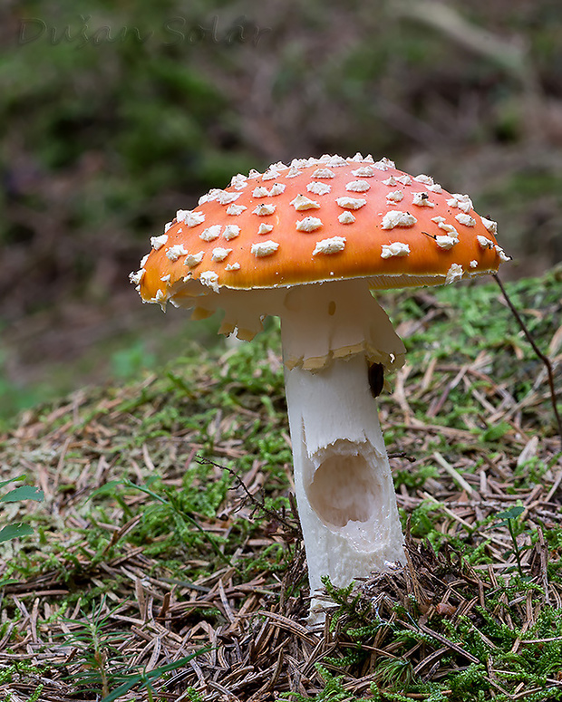 muchotrávka červená Amanita muscaria (L.) Lam.