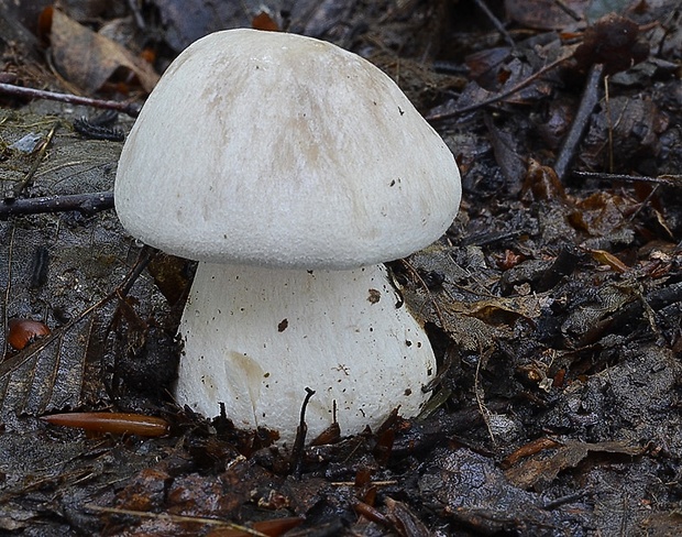 hodvábnica veľká Entoloma sinuatum (Bull.) P. Kumm.