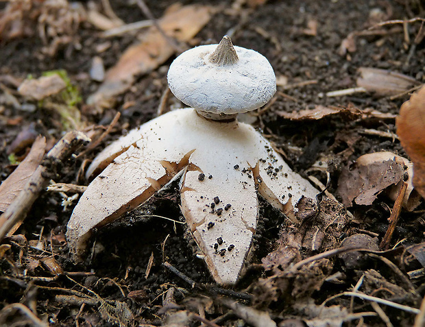 hviezdovka golierikovitá Geastrum striatum DC.