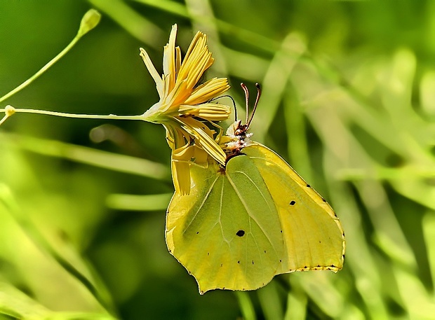 žltáčik rešetliakový Gonepteryx rhamni