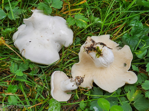 čechratec voňavý Leucopaxillus cf. paradoxus (Costantin & L.M. Dufour) Boursier