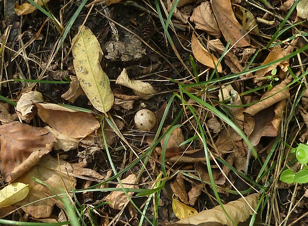 mnohokrčka dierkovaná Myriostoma coliforme (Dicks.) Corda