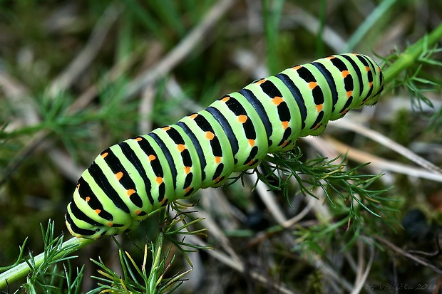 otakárek fenyklový Papilio machaon