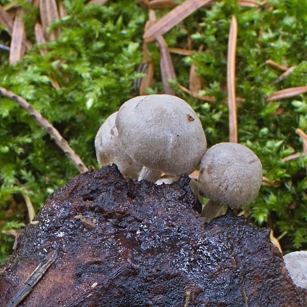 príživnica obyčajná Asterophora parasitica (Bull.) Singer