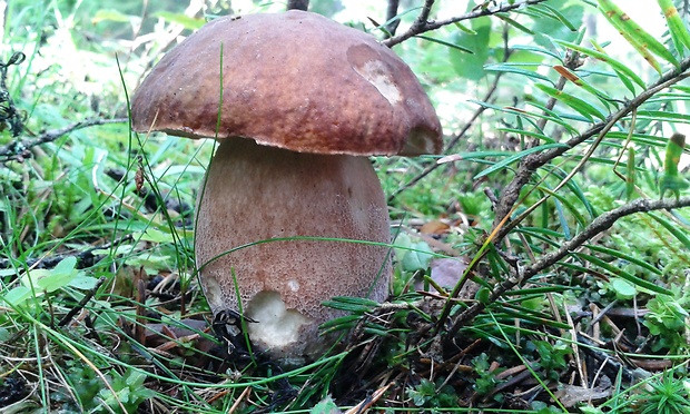 hríb smrekový Boletus edulis Bull.