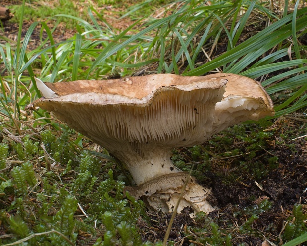 náramkovka cisárska Catathelasma imperiale (P. Karst.) Singer