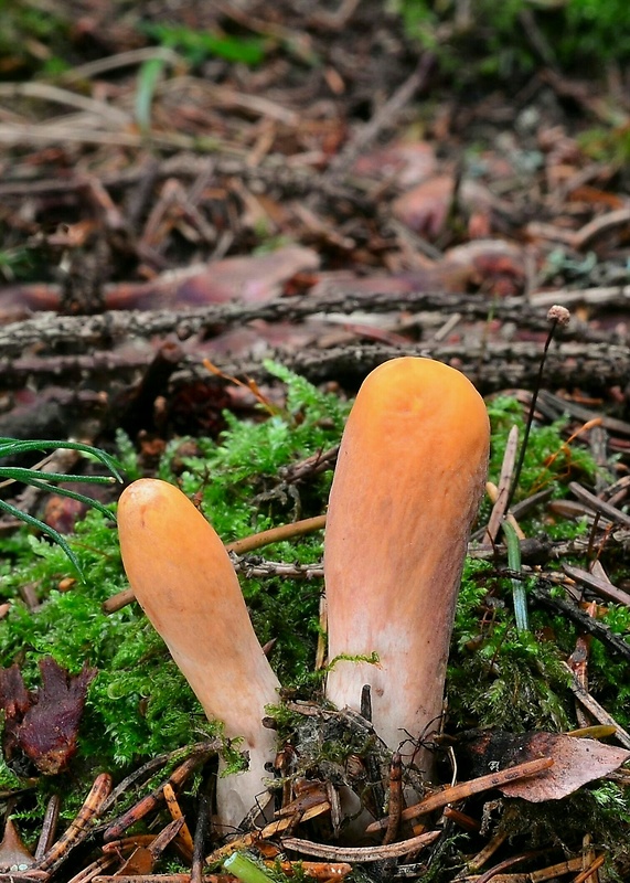 kyjak useknutý Clavariadelphus truncatus Donk