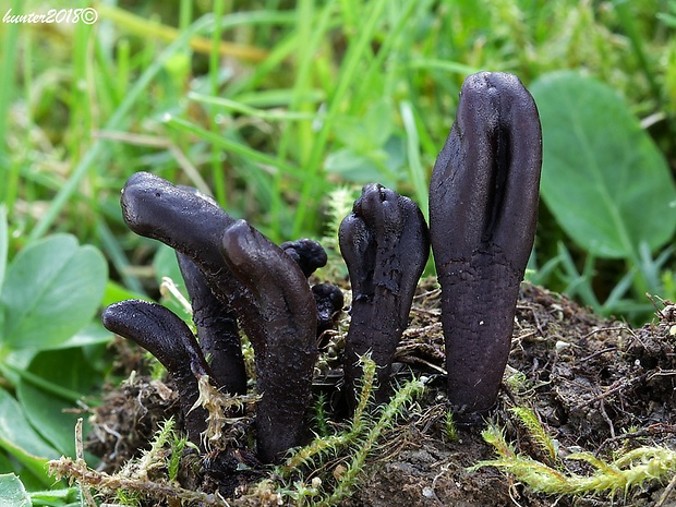 jazýček Geoglossum sp.