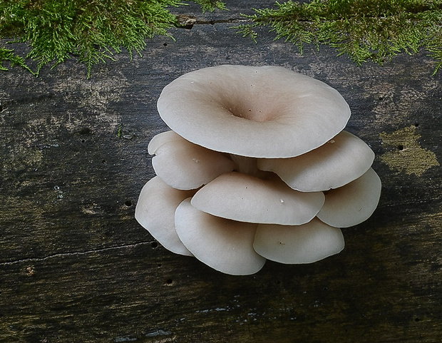 hliva lievikovitá Pleurotus cornucopiae (Paulet) Rolland