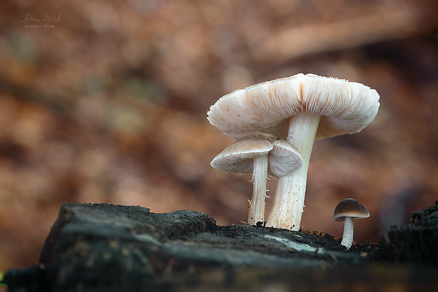 štítovka Pluteus sp.