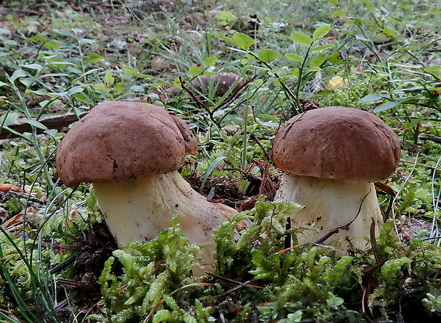 hríb horský Butyriboletus subappendiculatus (Dermek, Lazebn. & J. Veselský) D. Arora & J.L. Frank