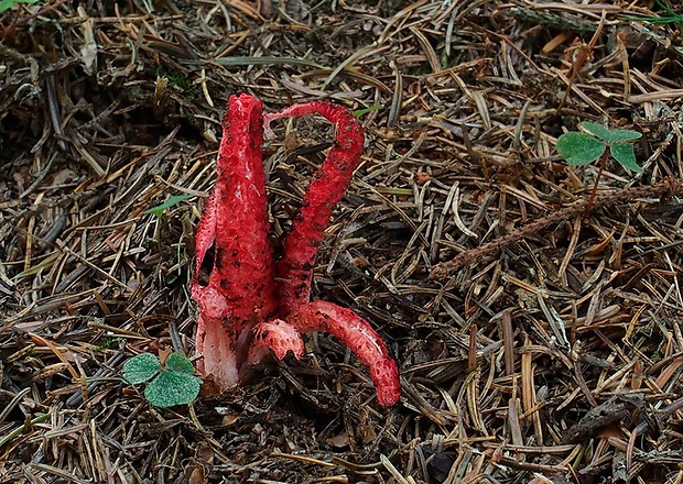 mrežovka kvetovitá Clathrus archeri (Berk.) Dring