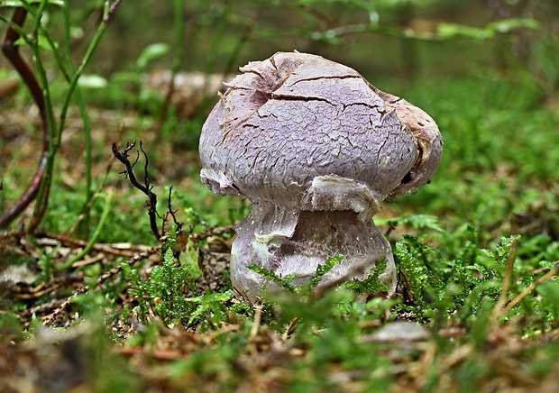 pavučinovec Cortinarius sp.