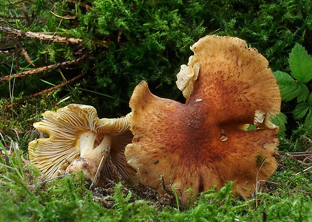 vláknica Inocybe sp.