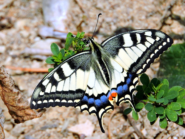 vidlochvost feniklový  Papilio machaon