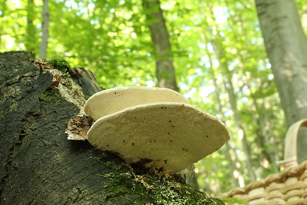 trúdnikovec hrbatý Trametes gibbosa (Pers.) Fr.