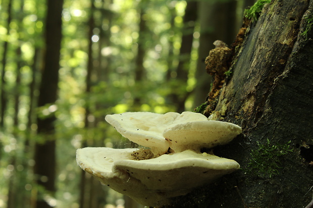 trúdnikovec hrbatý ? Trametes gibbosa (Pers.) Fr.