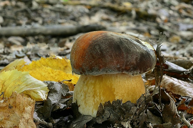 hríb bronzový Boletus aereus Bull. ex Fr.