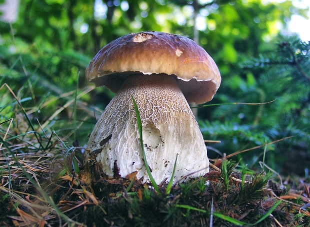 hríb smrekový Boletus edulis Bull.