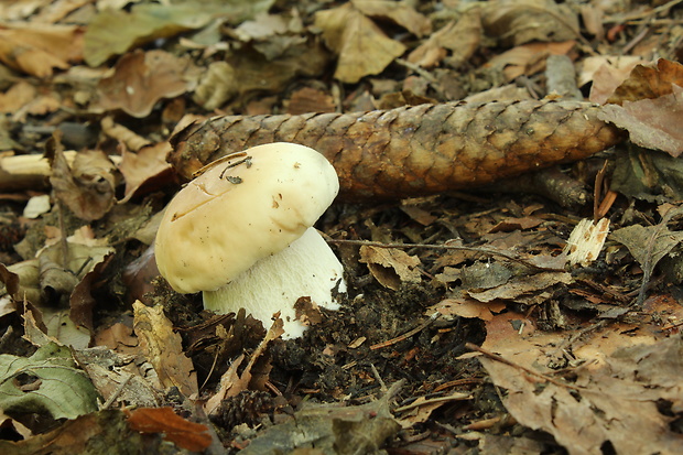 hríb smrekový Boletus edulis Bull.