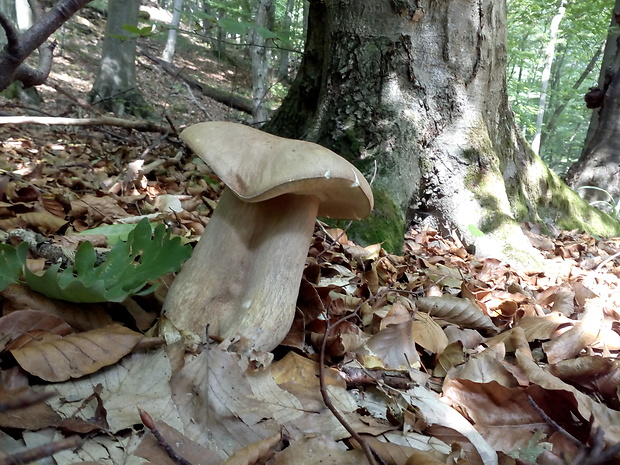 hríb dubový Boletus reticulatus Schaeff.