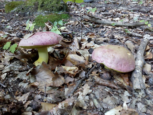 hríb kráľovský Butyriboletus regius (Krombh.) D. Arora & J.L. Frank