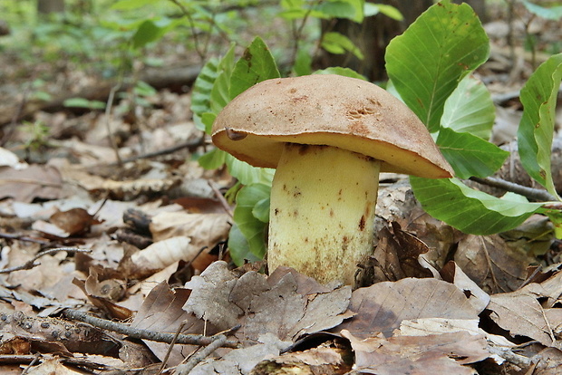 hríb horský Butyriboletus subappendiculatus (Dermek, Lazebn. & J. Veselský) D. Arora & J.L. Frank