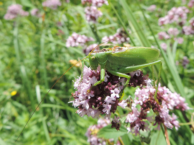 kobylka svrčivá / kobylka zpěvavá ♂ Tettigonia cantans Füssli, 1775