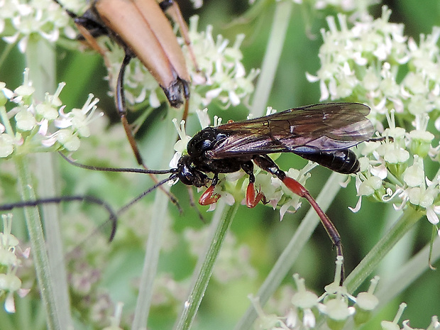 lumok / lumek Barichneumon gemellus Gravenhorst, 1829