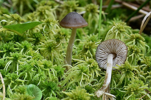 hodvábnica Entoloma sp.